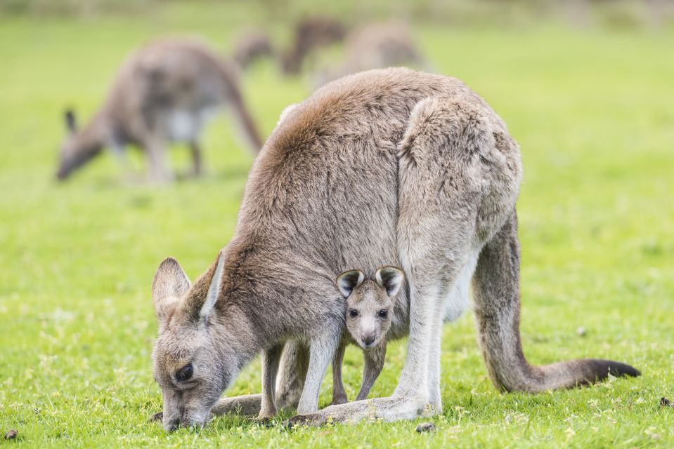 From Melbourne: Grampians National Park Bushwalking Tour - Key Points