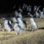 from melbourne penguin parade koalas kangaroos From Melbourne: Penguin Parade, Koalas & Kangaroos