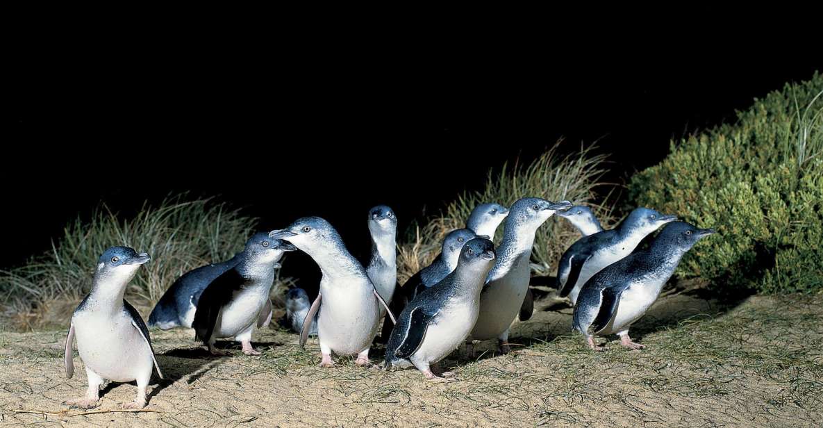 From Melbourne: Phillip Island and Penguin Parade Day Tour - Key Points