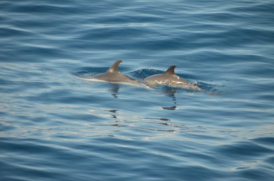From Morro Jable: Dolphin and Whale Watching by Speedboat - Key Points