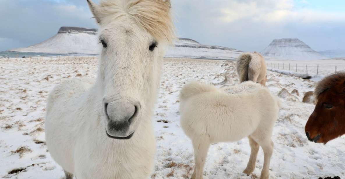 From Reykjavík: Full-day Golden Circle & Horse Riding Tour - Key Points