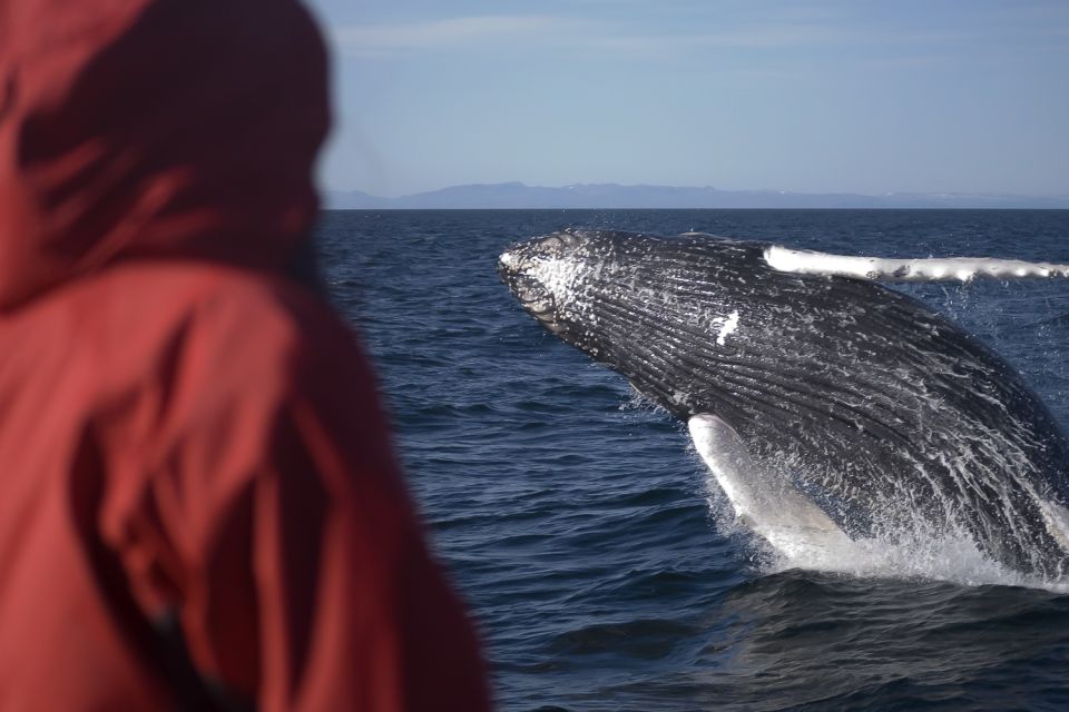 from reykjavik golden circle and whale watching tour From Reykjavik: Golden Circle and Whale Watching Tour