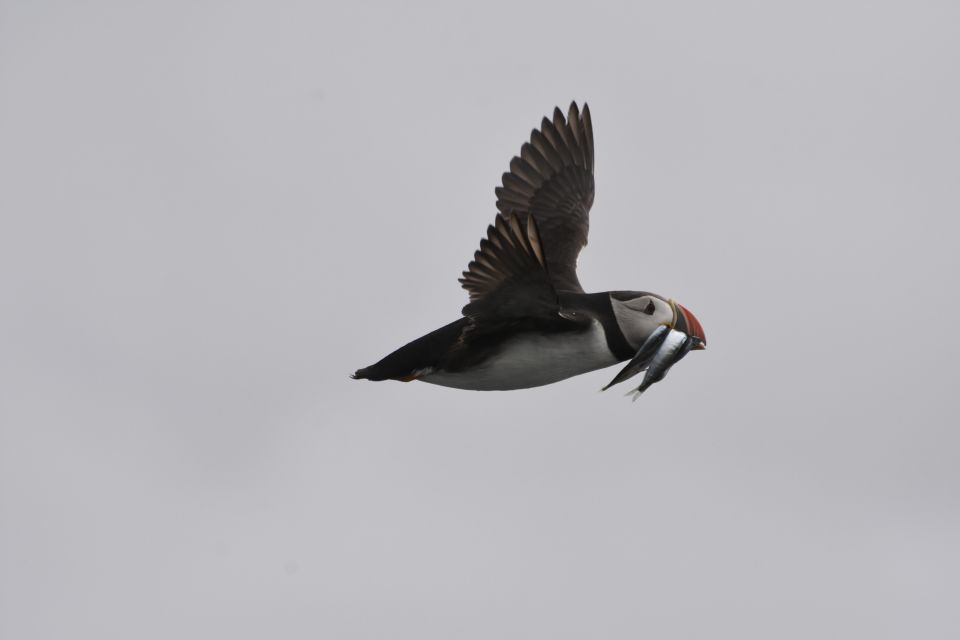 from reykjavik whale and puffin watching rib boat tour From Reykjavik: Whale and Puffin Watching RIB Boat Tour