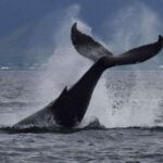from reykjavik whale watching tour by fast catamaran From Reykjavik: Whale Watching Tour by Fast Catamaran