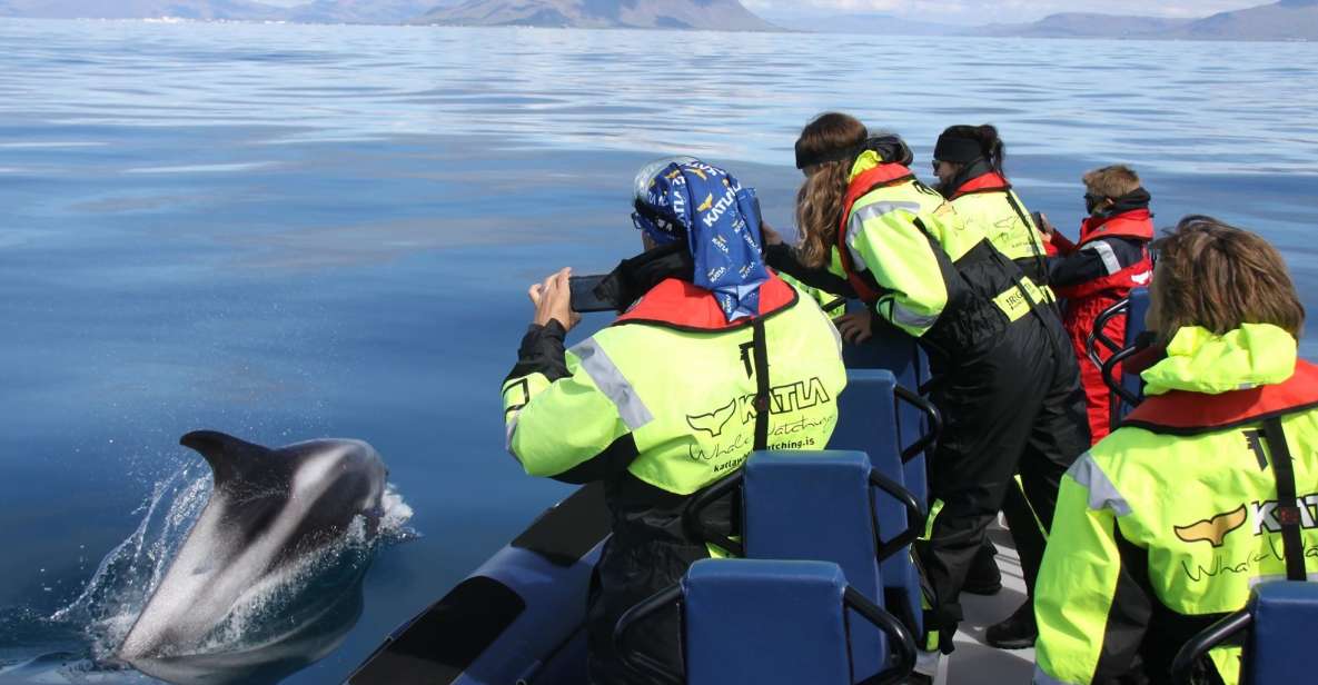 from reykjavik whale watching tour by speedboat From Reykjavik: Whale Watching Tour by Speedboat