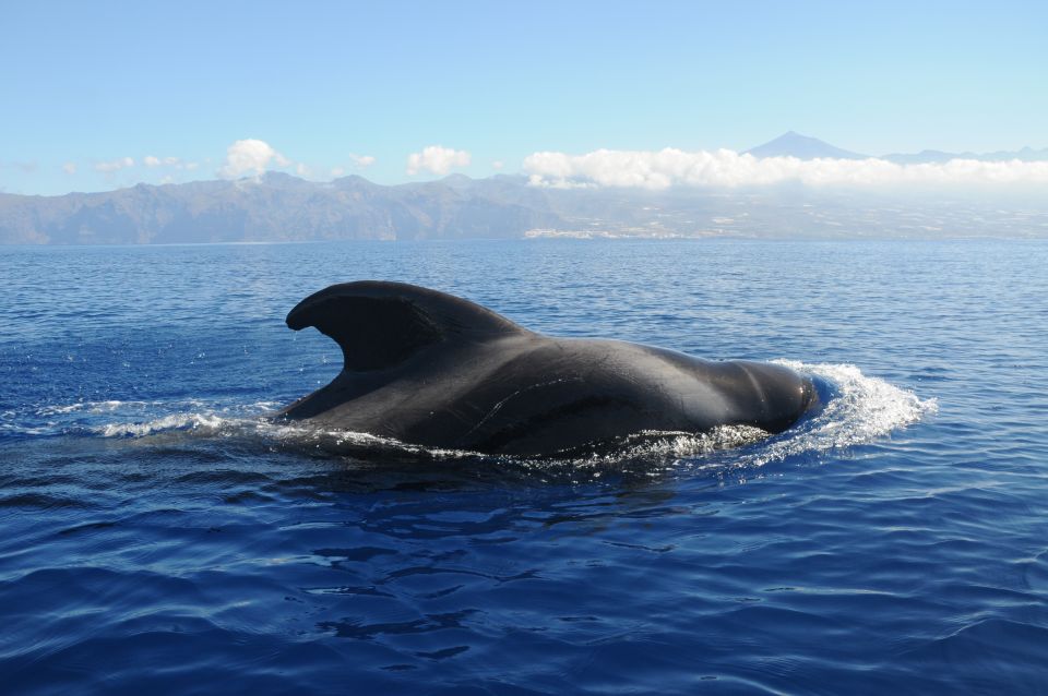 From San Juan Beach : Marine Life Cruise - Key Points