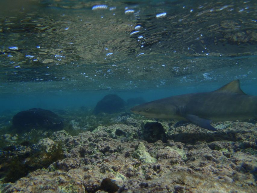 From Santa Maria: Guided Lemon Shark Watching - Booking Details