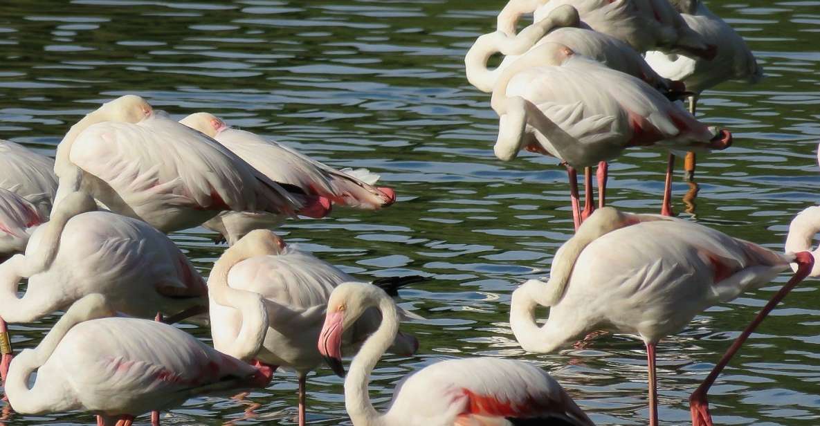 from seville donana national park tour From Seville: Doñana National Park Tour