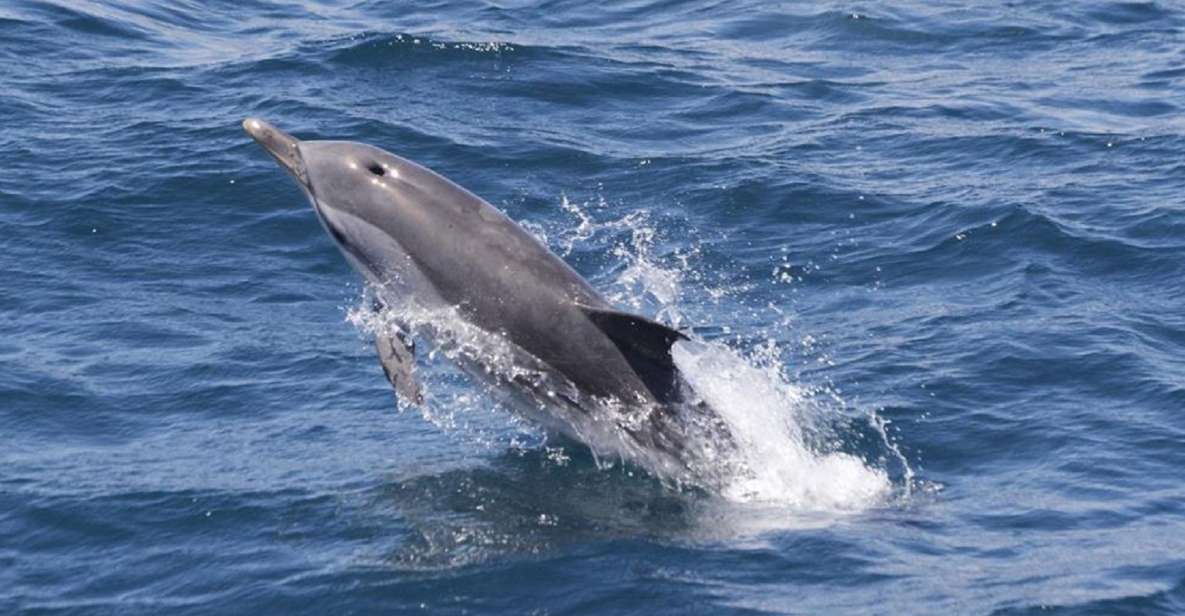 From Seville: Gibraltar Dolphins Watching Day Trip - Key Points