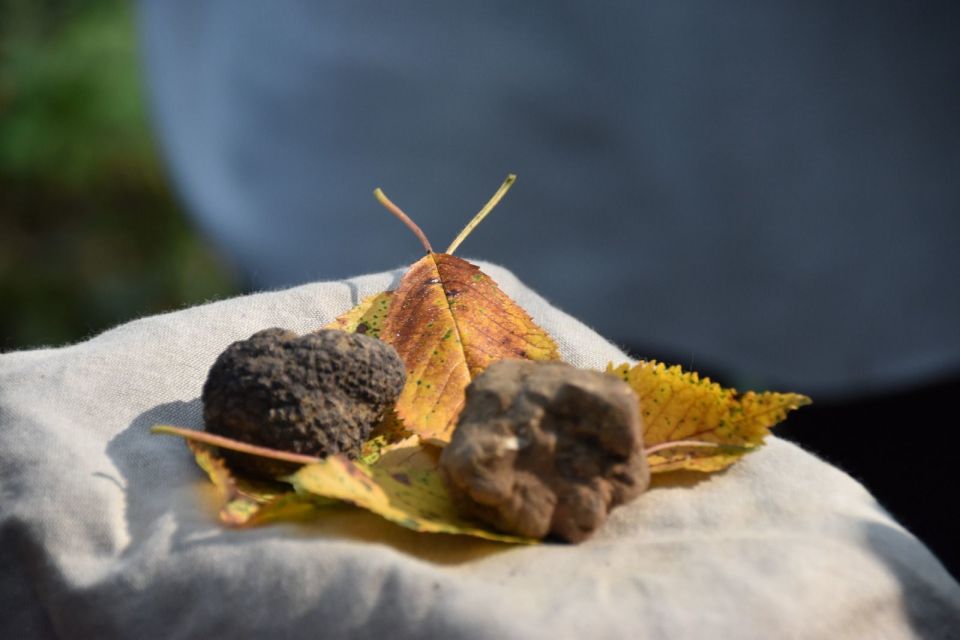 From Turin: Half-Day Truffle Hunting and Lunch in Piedmont - Key Points