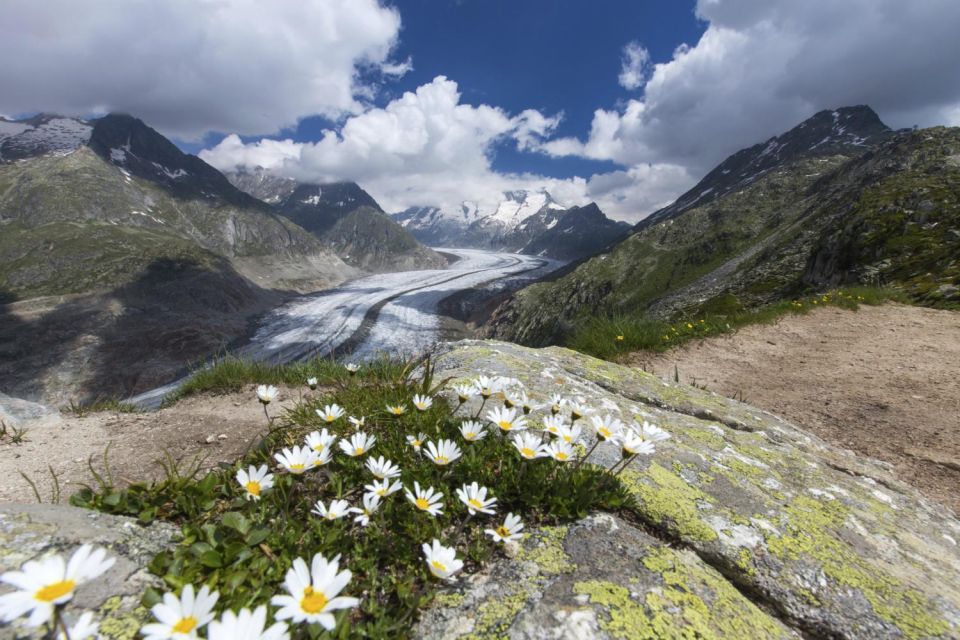 From Zurich: Jungfraujoch Guided Day Tour With Cogway Train - Key Points