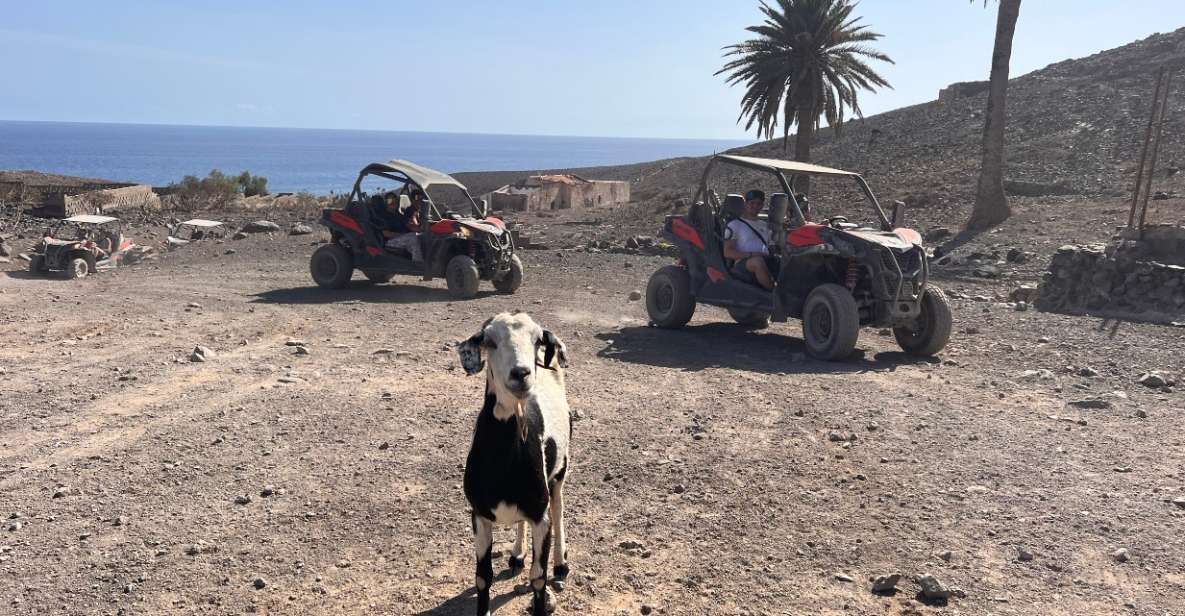 Fuerteventura : Buggy Tour in the South of the Island - Key Points