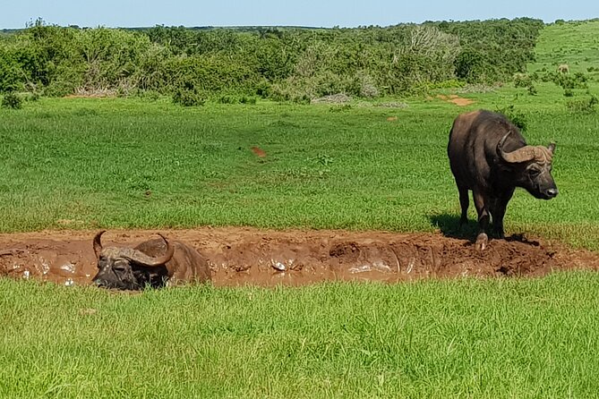 Full Day Addo Elephant National Park Safari - Key Points