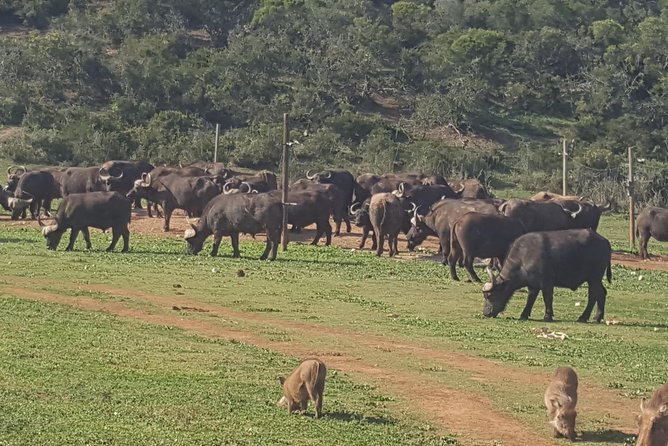 Full Day Big 5 Addo Elephant Park and Schotia Combo Package - Key Points