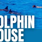 full day dolphin house guided boat trip from hurghada with lunch Full-Day Dolphin House Guided Boat Trip From Hurghada With Lunch