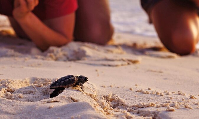 full day fethiye turtle beach tour with mud baths lunch Full Day Fethiye Turtle Beach Tour With Mud Baths & Lunch