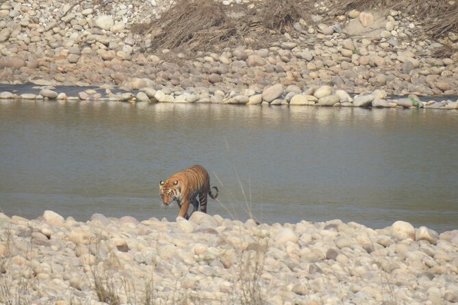 Full Day Jeep Safari Tour Bardia National Park - Key Points