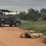 full day kruger national park game drive Full Day Kruger National Park Game Drive