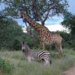 full day kruger park wildlife safari from hoedspruit Full Day Kruger Park Wildlife Safari From Hoedspruit