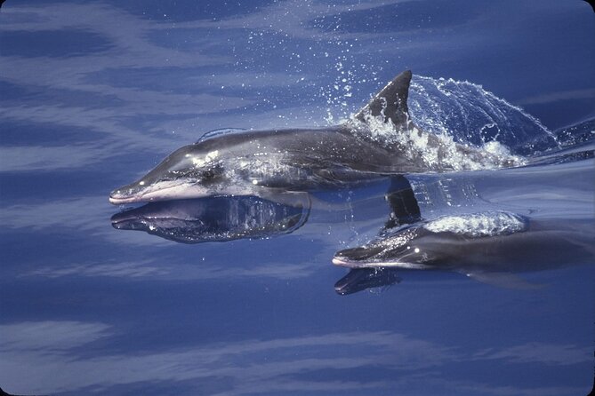 Full Day Looking for Dolphin House Sea Trip With Lunch - Hurghada - Tour Highlights