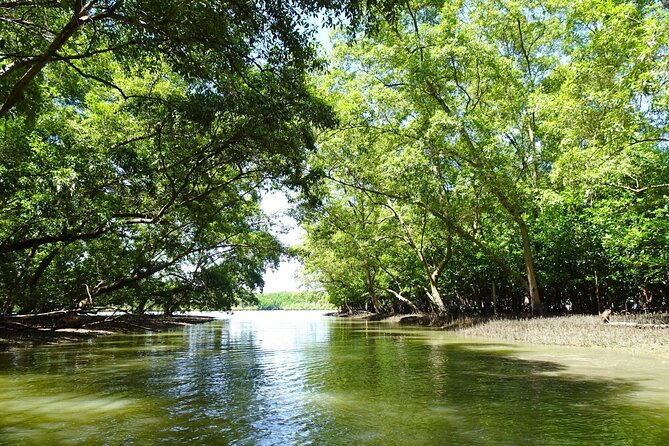 Full Day Mangrove Forest Conservation Centre - Key Points