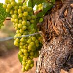 full day ribera del duero wineries tour from madrid with pickup and drop off Full-Day Ribera Del Duero Wineries Tour From Madrid With Pickup and Drop off