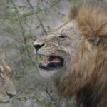 full day safari in the kruger national park Full-Day Safari in the Kruger National Park