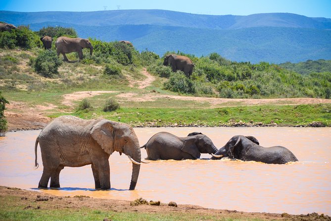 Full Day Safari Tour In Addo Elephant National Park - Key Points