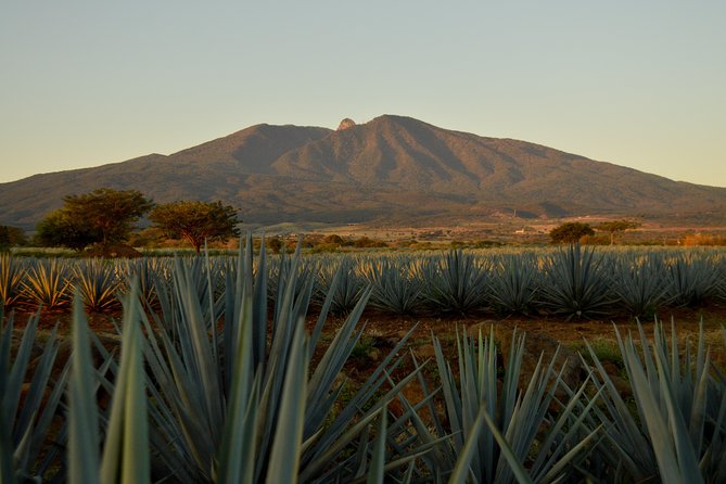 Full-Day Tequila Tour From Guadalajara - Key Points