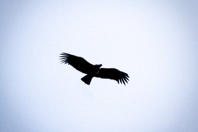 Full Day Tour Spotting Condors at Antisana All Included - Key Points