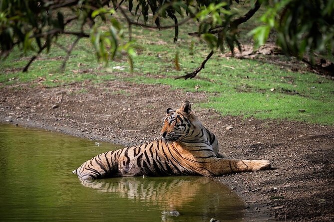 Full-Day Trip to Ranthambore National Park From Jaipur - Key Points