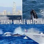 gold coast whale watching guided tour Gold Coast: Whale Watching Guided Tour