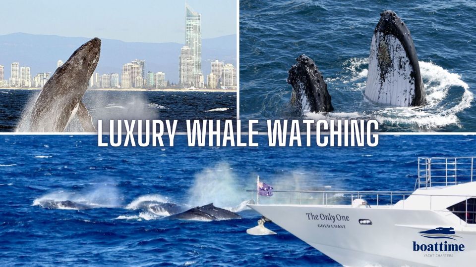 gold coast whale watching guided tour Gold Coast: Whale Watching Guided Tour