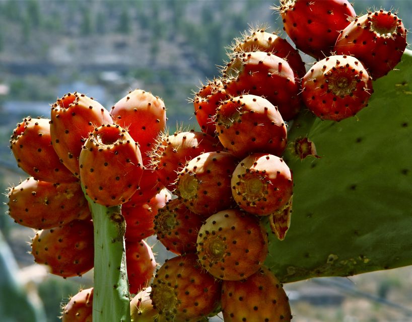 Gran Canaria: 6-Hour Teror and San Mateo Markets Tour - Key Points