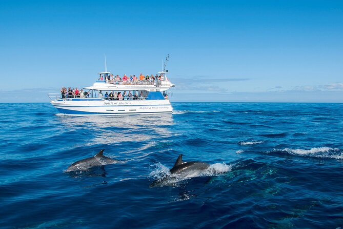 Gran Canaria Dolphin Watching Cruise - Key Points