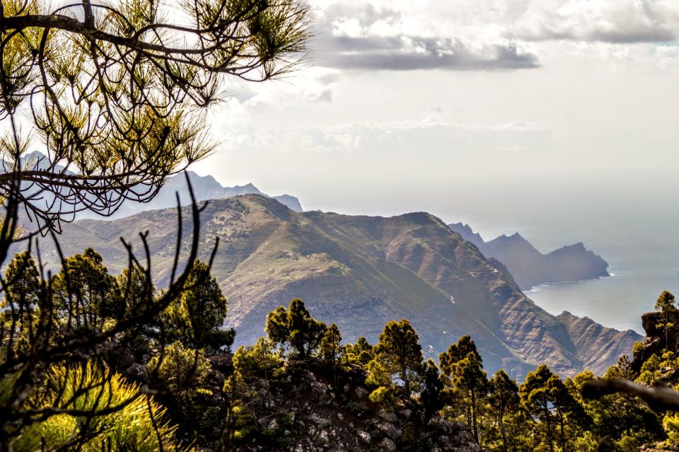 Gran Canaria: Highlights Tour, Hike in the Lauer Forest - Key Points