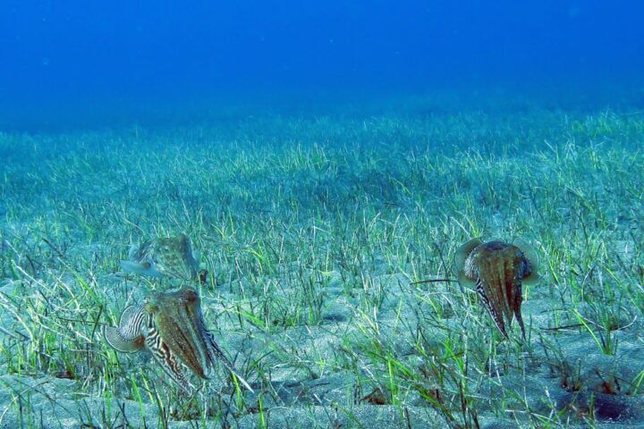 Gran Canaria: Scuba Diving in the South of the Island - Key Points