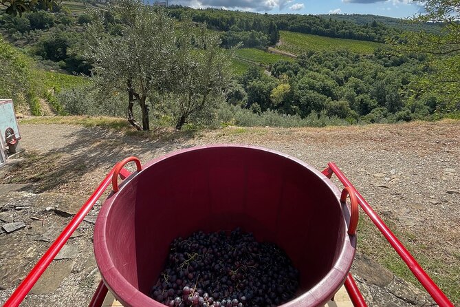 Grape Stomping and Wine Tasting in Tuscany - Key Points
