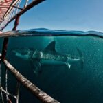 great white shark diving experience Great White Shark Diving Experience.