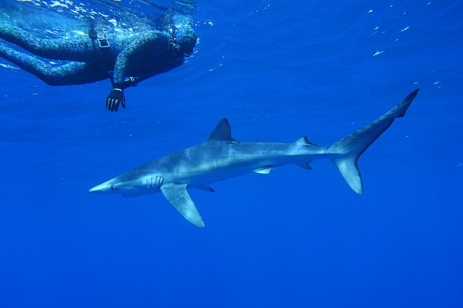 Guided Swimming Experience With Sharks in Portugal - Key Points