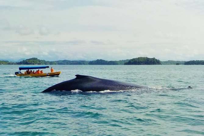 Gulf of Chiriqui Whale Watching and Islands Tour  - Boquete - Key Points