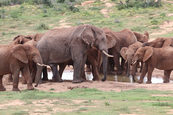 Half-Day Addo Elephant National Park Safari - Key Points