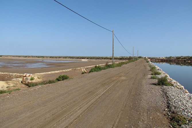 half day birdwatching around tavira Half-Day Birdwatching Around Tavira