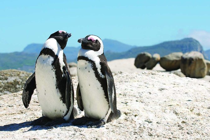 Half Day Cape Point Tour From Cape Town - Key Points