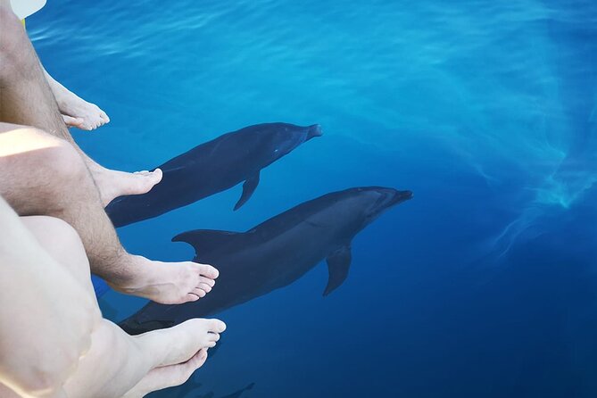 Half-Day Dolphin Watching and Snorkeling in Samara - Booking Details