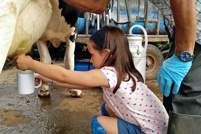 Half-Day Farm Visit and Cow Milking Experience - Key Points