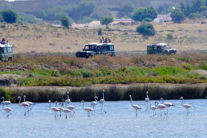 Half-Day Nature Safari in the Algarve - Key Points