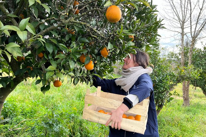 Half-Day-Orange Picking &Jam Cooking/Lunch With the Orange Farmer - Key Points