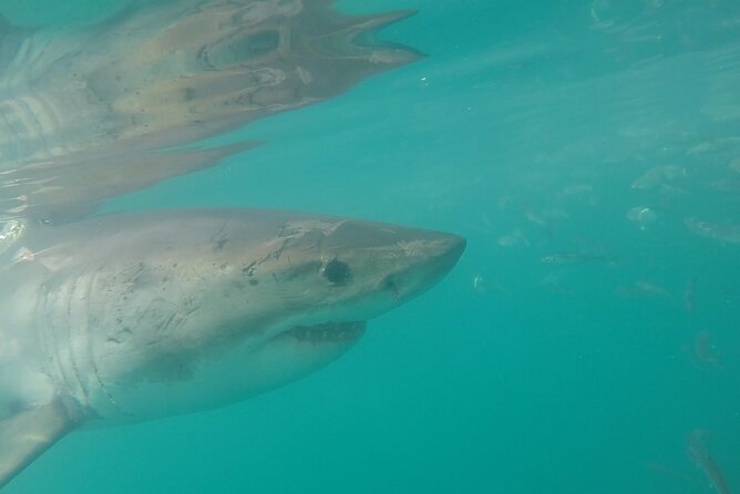 Half-Day White Shark Cage Diving From Gansbaai - Pickup and Communication