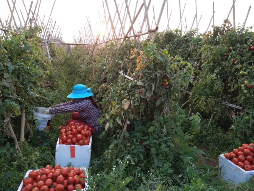 Hanoi Farm Tour and Cooking Class With Local Family - Key Points